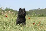 CAIRN TERRIER 010
